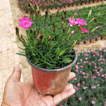 欧石竹小苗耐寒宿根花卉欧石竹山东欧石竹基地批发