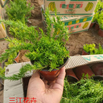 丛生福禄考杯苗基地三江花卉多年生福禄考花苗