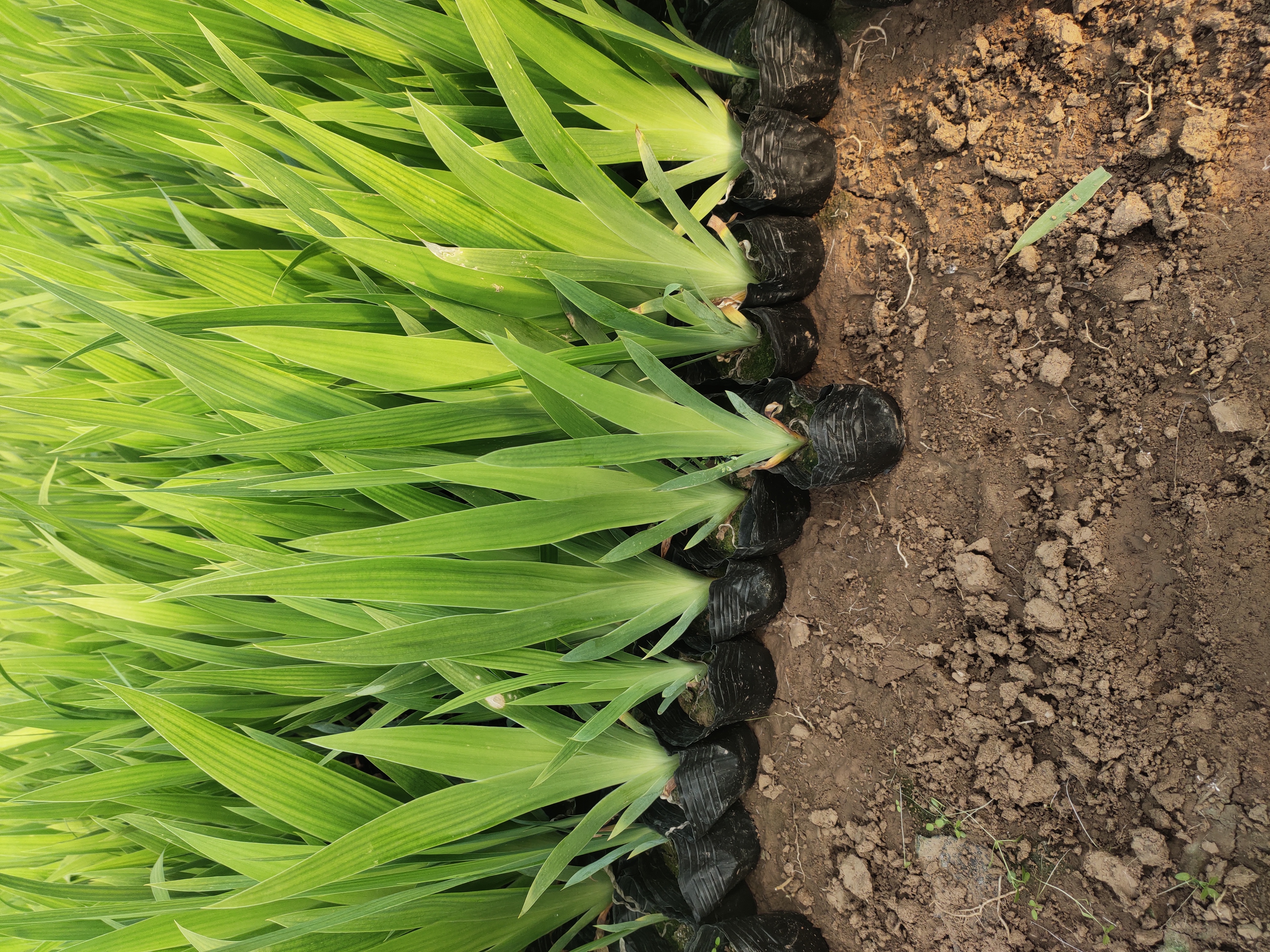 狗尾草在稻田中生长实景图,叶片呈条形,花序松散如狗尾 狗尾草生长在稻田中的实景图