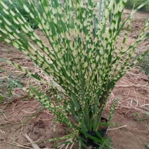 观赏草斑叶芒基地斑叶芒价格青州斑叶芒