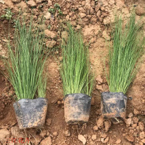 山东观赏草基地细茎针茅小苗批发墨西哥羽毛草价格
