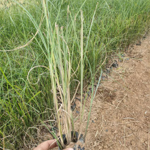 细叶芒批发价格观赏草细叶芒基地山东细叶芒