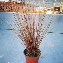 盆栽桔红苔草基地护坡绿化观赏性地被植物三江花卉棕红苔