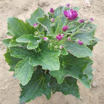 瓜叶菊价格瓜叶菊小苗批发青州瓜叶菊基地盆栽瓜叶菊