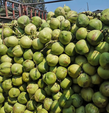 [椰子批发]海南精品椰子,产地直销,保质保量,一年四季供应,欢迎连续