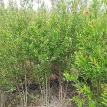 批发丛生花石榴独杆单杆牡丹大花石榴规格齐全观赏石榴树