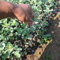 绿化单叶蔓荆耐盐碱地湿地植物爬藤单叶蔓茎小苗