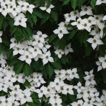 野果苗四照花山荔枝糖梨儿观叶赏花尝果植物庭院.
