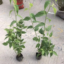 自产自销盆栽棣棠工程苗棣棠‘价格现货供应棣棠花