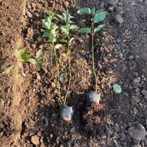 红瑞木批发观径植物红瑞木价格山东红瑞木基地