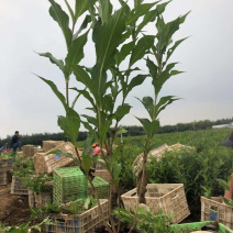 庭院绿化锦带花红王子锦带批发枝条均匀长势好
