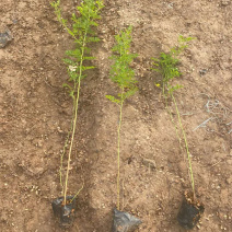 黄刺玫庭院观赏花卉植物盆栽道路风景黄色花灌木黄刺梅