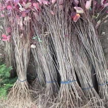 黄栌批发顺和花卉黄栌价格彩叶灌木黄栌种植基地