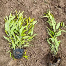 金叶莸绿化苗木品种种植基地直发耐寒性强