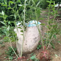 连翘种植基地城市园林绿化植物荒山绿化工程盆苗