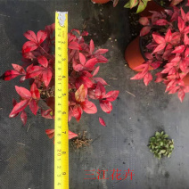 火焰南天竹观叶绿植150双色盆南天竹苗基地绿化彩叶
