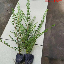 平枝荀子匍匐灌木培育墙体绿化用平枝栒子小苗三江花卉