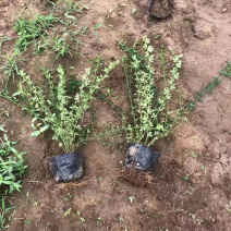 迎春花盆栽小苗落叶灌木丛生迎春适应性强喜光耐寒
