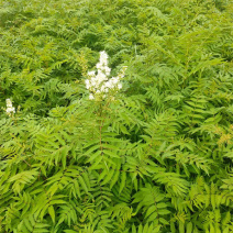 珍珠梅种植基地山东珍珠梅批发珍珠梅量大从优