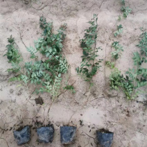 供应绿化用凌霄小苗凌霄花苗批发凌霄花盆栽价格量大