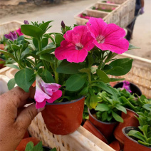 矮牵牛花苗青州矮牵牛批发价格山东草花矮牵牛基地直销