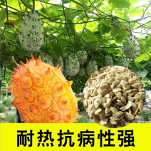 火参果种子火星果海参果非洲蜜瓜种子刺角籽蔬菜四季盆栽蔬菜