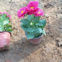 国庆时令租摆草花翠菊多色系耐寒盆栽旅游景点点缀租摆