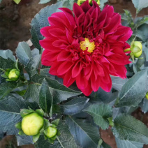 基地大量出售大丽花绿化用时令草花大丽花批发