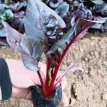 观赏用红叶甜菜红叶菠菜多年生草本观叶植物