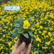 角堇花苗多色角堇大量批发三色角堇销售耐寒角堇基地供