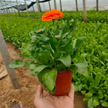 金盏菊工程苗种植基地观赏花卉花朵繁盛鲜艳冬叶长绿