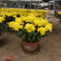 多花苞千头菊十月一观赏盆栽双色盆大菊花价格耐寒菊花