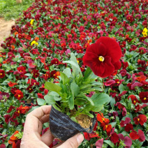 三色堇盆栽小苗种植多年生草本植物双色盆三色堇价格