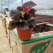 绿化用四季海棠盆花基地花期3-12月四季开花花色艳