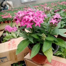 五星花种植厂家盆栽五星花价格繁星花五星花产地