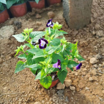 夏堇花苗园林绿化观赏植物夏堇价格量大价优
