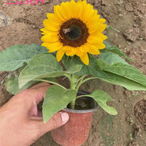 彩色向日葵观赏向日葵向日葵基地三江花卉价格低质优