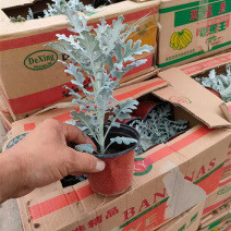 盆栽银叶菊价格多年生草本植物较耐寒耐旱喜阳光银叶菊
