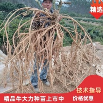 牛大种苗基地直供提供技术指导存活率高欢迎客商咨询