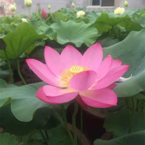 多年生水生植物荷花种植基地湿地绿化池塘栽培