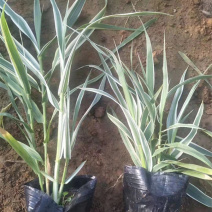 花叶芦竹种植种苗花叶芦竹价格各种景观绿化工程
