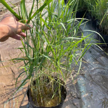 芦苇培育基地水生植物基地芦苇小苗价格