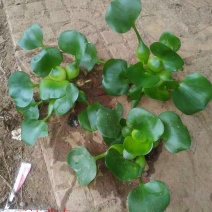 大量供应湿地绿化用水葫芦凤眼莲水葫芦苗