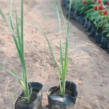 香蒲水体绿化大香蒲苗湿地挺水植物美化水质工