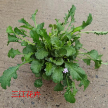 白晶菊盆栽景观花海花卉白晶菊三江花卉现货销售