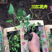 常春藤叶形美丽四季常青有装饰美化环境的效果