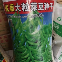 鲜食大粒毛豆种子早熟高产青豆黄豆菜豆籽春四季大粒菜豆种孑