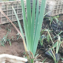 盆栽德国鸢尾小苗一手货源苗圃直发耐低温德国鸢尾价格