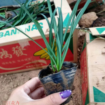 红花石蒜又叫彼岸花营养杯苗一手货源苗圃直发
