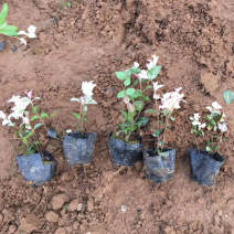 花叶络石批发花叶络石价格彩叶植物花叶络石基地